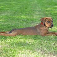 Blanding af racer rottweiler,am.bull. masti