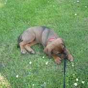 Blanding af racer rottweiler,am.bull. masti