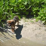 Blanding af racer rottweiler,am.bull. masti