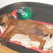 Blanding af racer rottweiler,am.bull. masti