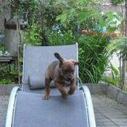 Blanding af racer rottweiler,am.bull. masti