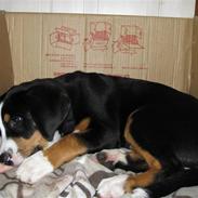 Grosser schweizer sennenhund Grosser Stars Amanda