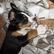 Grosser schweizer sennenhund Grosser Stars Amanda