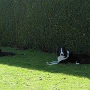 Grosser schweizer sennenhund Grosser Stars Amanda