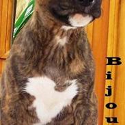 Bullterrier miniature bijou