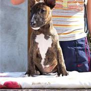 Bullterrier miniature bijou