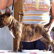 Bullterrier miniature bijou