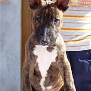 Bullterrier miniature bijou