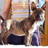 Bullterrier miniature bijou