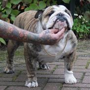 Engelsk bulldog Otto Man
