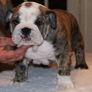 Engelsk bulldog Otto Man