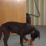 Labrador retriever Buster