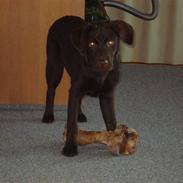 Labrador retriever Buster