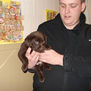 Labrador retriever Buster