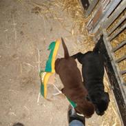 Labrador retriever Buster