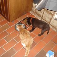 Labrador retriever Buster