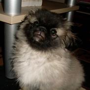 Pekingeser Holger