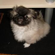 Pekingeser Holger