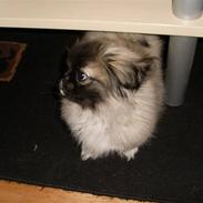 Pekingeser Holger