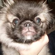 Pekingeser Holger