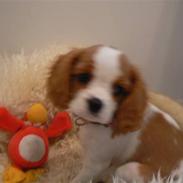 Cavalier king charles spaniel Cavalot´s Emma
