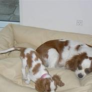 Cavalier king charles spaniel Cavalot´s Emma