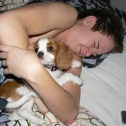 Cavalier king charles spaniel Cavalot´s Emma