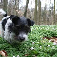 Jack russell terrier Beano