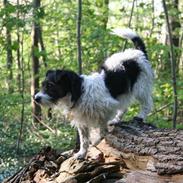 Jack russell terrier Beano