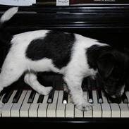 Jack russell terrier Beano