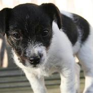 Jack russell terrier Beano