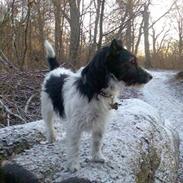 Jack russell terrier Beano