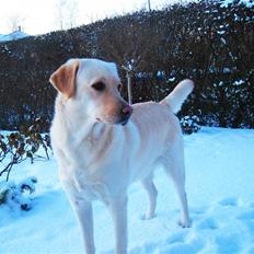 Blanding af racer Frida