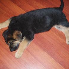 Schæferhund - "Bjarli oliver" - King