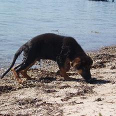 Schæferhund - "Bjarli oliver" - King