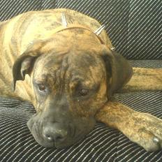 Boerboel Tezza