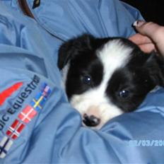 Border collie Alto