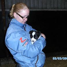 Border collie Alto