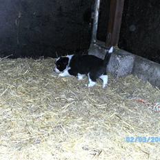 Border collie Alto