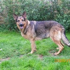 Schæferhund Håbets Cora