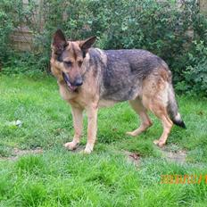 Schæferhund Håbets Cora