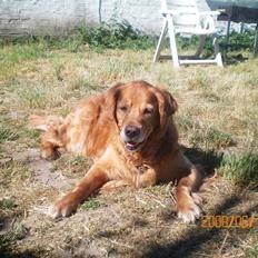 Golden retriever samson (død)