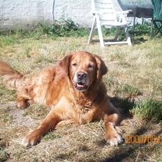 Golden retriever samson (død)