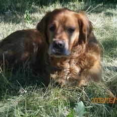 Golden retriever samson (død)