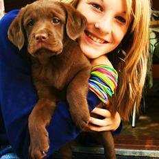 Labrador retriever Maggi