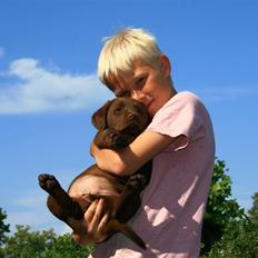 Labrador retriever Maggi