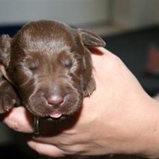 Labrador retriever Maggi