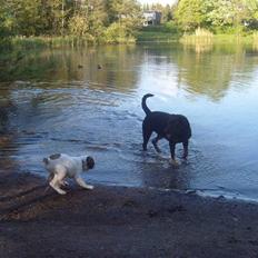 Blanding af racer Marlie