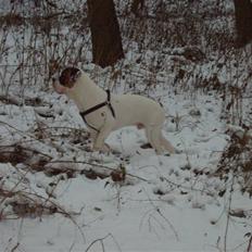 Blanding af racer Marlie