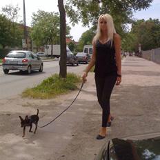 Dvaergpinscher TiCo (King)